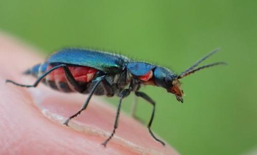 Réf. 206 076 : Malachius sp.